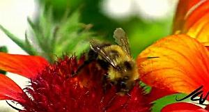 01 NATURE EN MACRO1